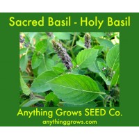 Herb - Basil - Sacred Basil - Organic